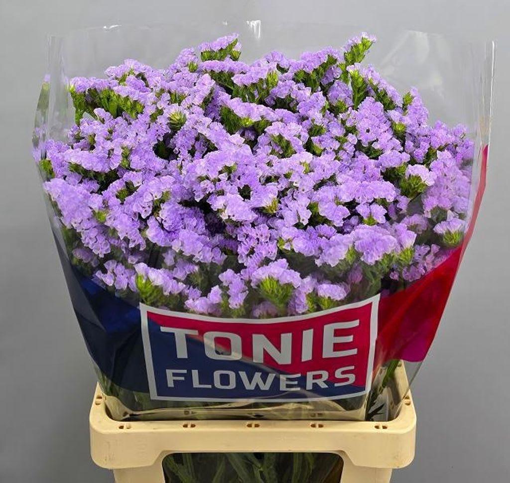 Срезанные цветы оптом Statice tonie lavender от 25шт из Голландии с доставкой по России