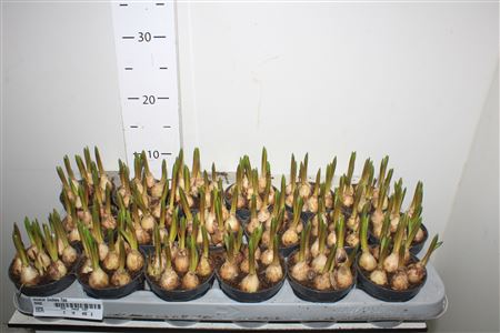 Горшечные цветы и растения оптом Muscar Lindsay 7pp от 18шт (для телеги) из Голландии с доставкой по России