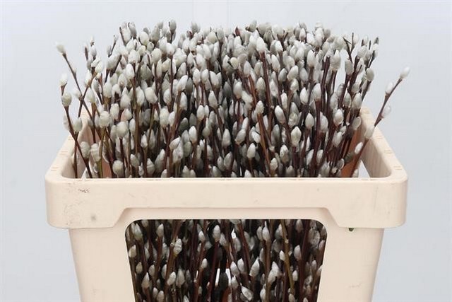 Срезанные цветы оптом Salix snow flake от 200шт из Голландии с доставкой по России