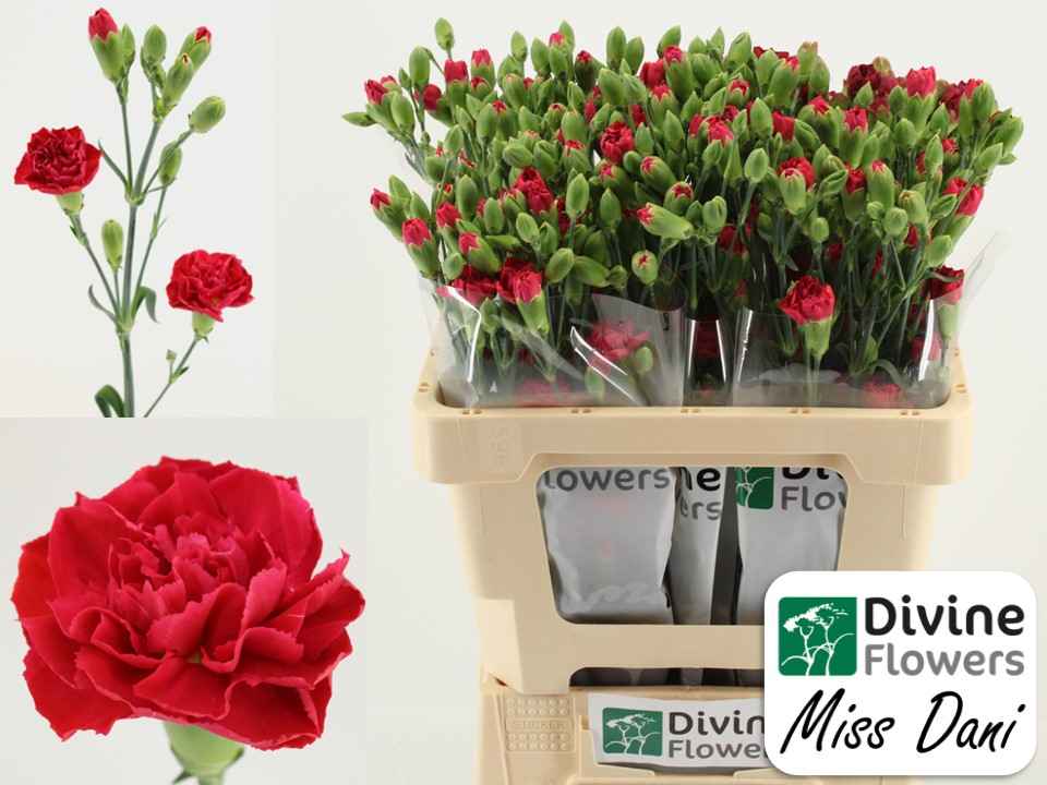 Срезанные цветы оптом Dianthus sp miss dani от 60шт из Голландии с доставкой по России