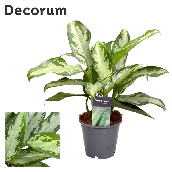 Горшечные цветы и растения оптом Aglaonema Jubilee Petite (decorum) от 10шт из Голландии с доставкой по России