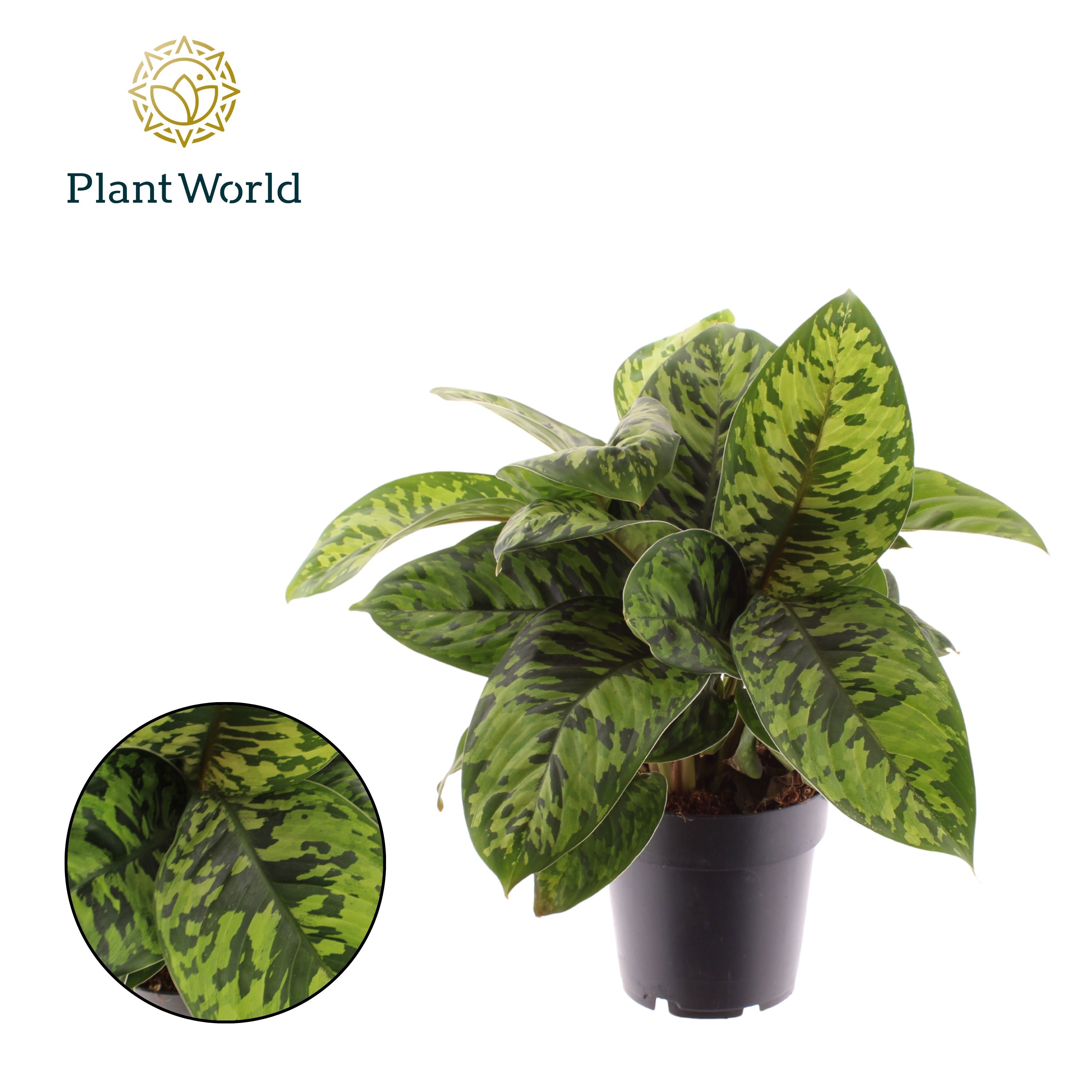 Горшечные цветы и растения оптом Homalomena Camouflage от 7шт из Голландии с доставкой по России