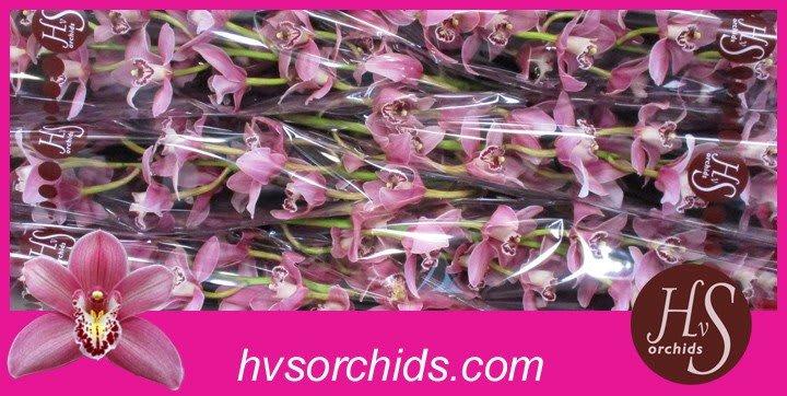 Срезанные цветы оптом Cymbidium pink candy от 6шт. из Голландии с доставкой по России