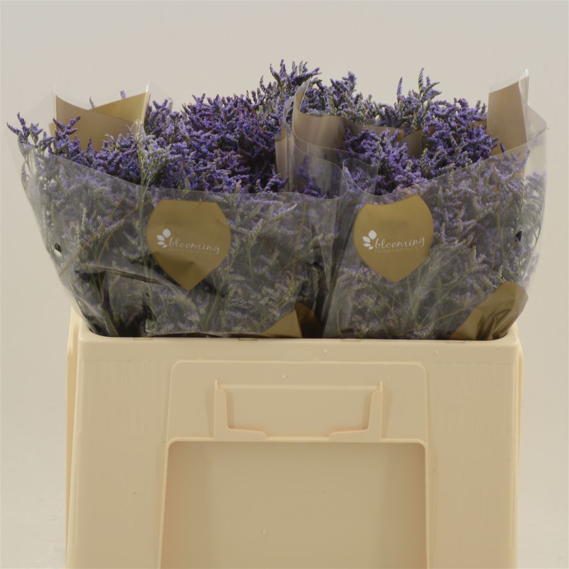 Срезанные цветы оптом Limonium safora dark blue от 100шт.. из Голландии с доставкой по России