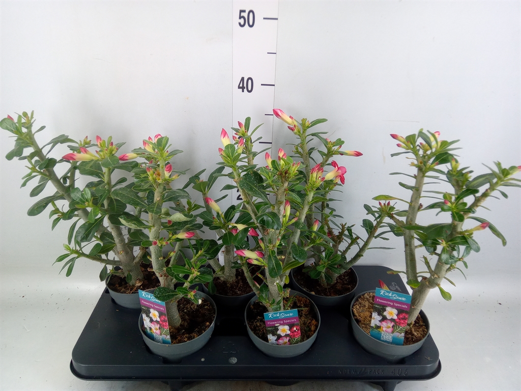 Горшечные цветы и растения оптом Adenium Obesum от 6шт из Голландии с доставкой по России