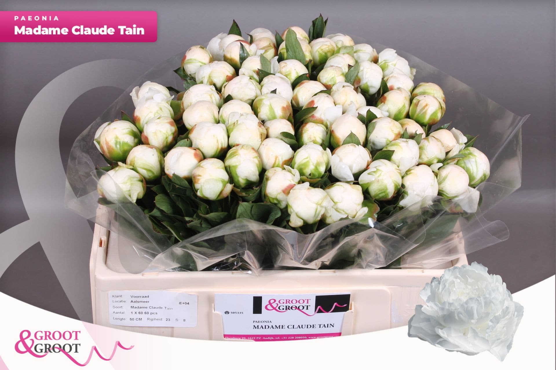 Срезанные цветы оптом Paeonia claude tain от 60шт из Голландии с доставкой по России