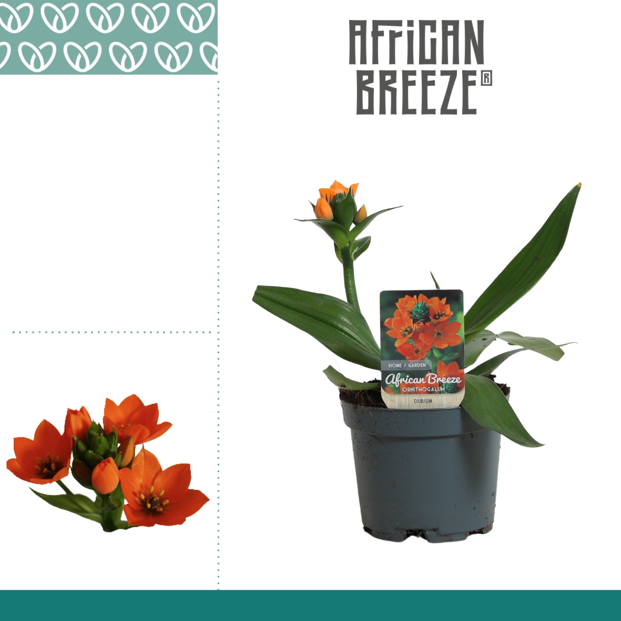 Горшечные цветы и растения оптом Ornithogalum Dubium Orange 1pp Short от 11шт из Голландии с доставкой по России