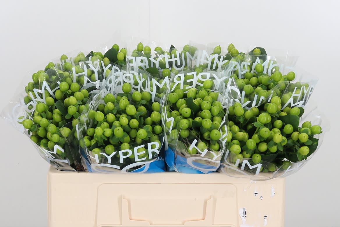 Срезанные цветы оптом Hypericum coco bamboo от 100шт из Голландии с доставкой по России
