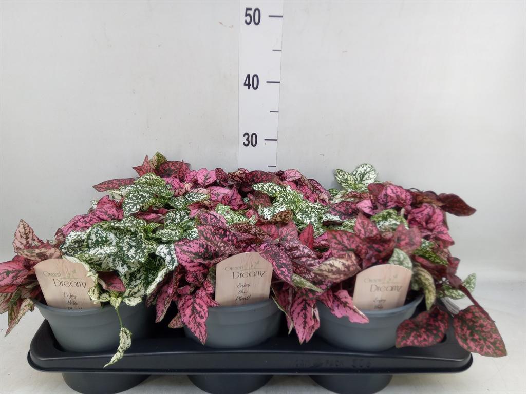 Горшечные цветы и растения оптом Hypoestes Phyllo.   ...mix от 6шт из Голландии с доставкой по России