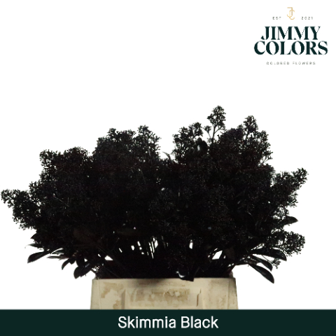 Срезанные цветы оптом Skimmia paint black + glitter от 10шт из Голландии с доставкой по России