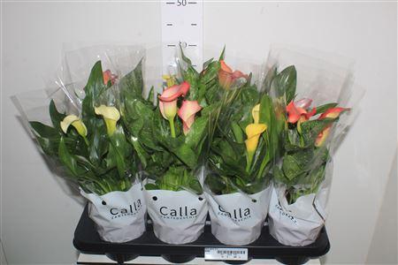 Горшечные цветы и растения оптом Zant Gem 2+ от 8шт из Голландии с доставкой по России