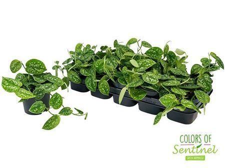 Горшечные цветы и растения оптом Scindapsus Pictus Argyraeus от 10шт из Голландии с доставкой по России Горшечные цветы и растения оптом Scindapsus Pictus Argyraeus от 10шт из Голландии с доставкой по России