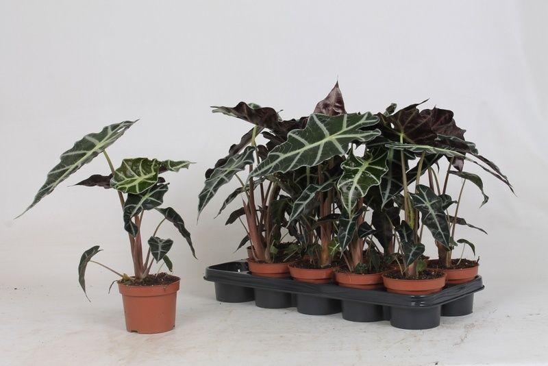 Горшечные цветы и растения оптом Aloc Polly от 10шт (для телеги) из Голландии с доставкой по России