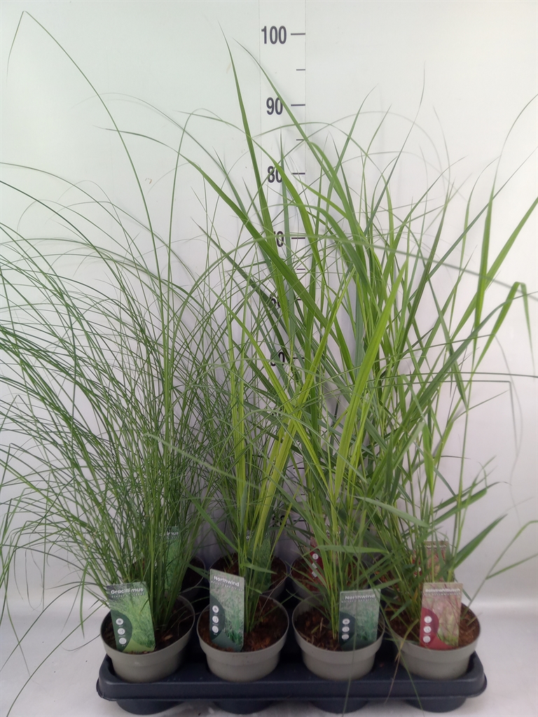 Горшечные цветы и растения оптом Miscanthus Sin. от 8шт из Голландии с доставкой по России
