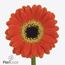 Срезанные цветы оптом Germini nano germicro power от 100шт из Голландии с доставкой по России