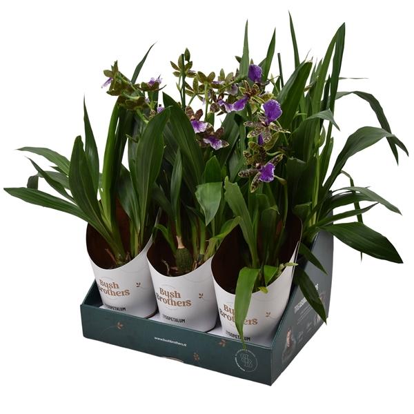 Горшечные цветы и растения оптом Zygopetalum 1st Stem Showbox 5fl от 6шт из Голландии с доставкой по России