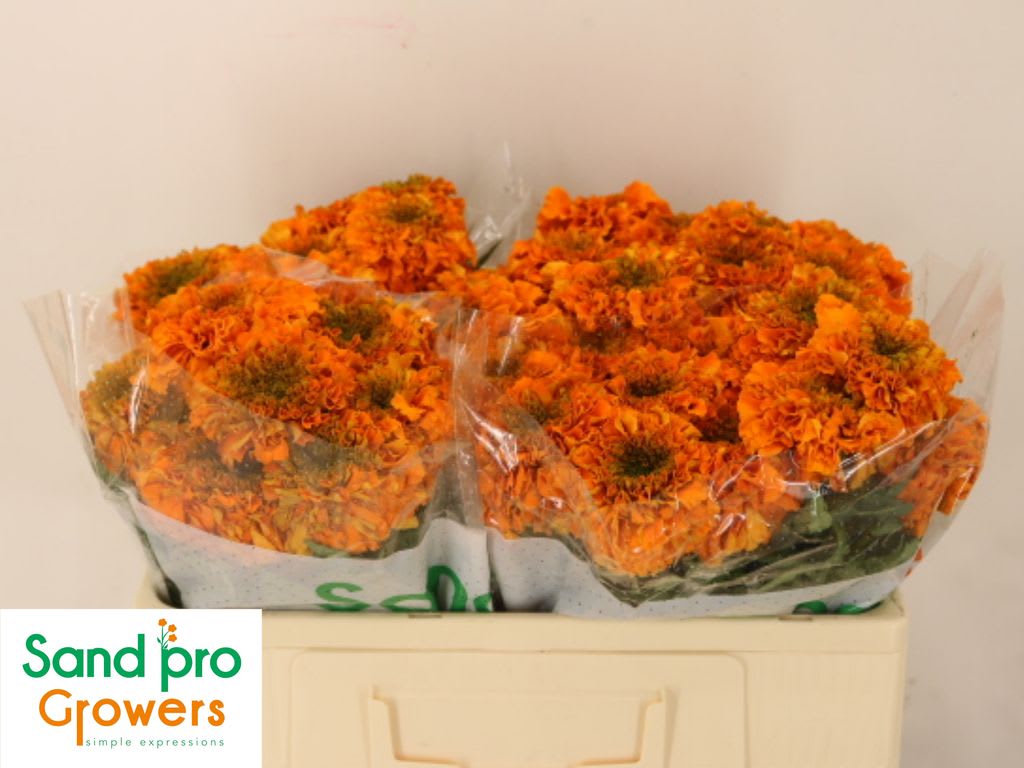 Срезанные цветы оптом Tagetes promise orange от 50шт из Голландии с доставкой по России