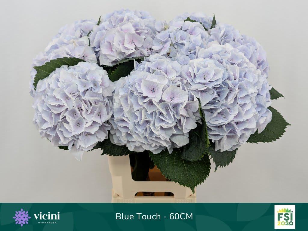 Срезанные цветы оптом Hydrangea my beautiful pinktouch blue от 10шт из Голландии с доставкой по России