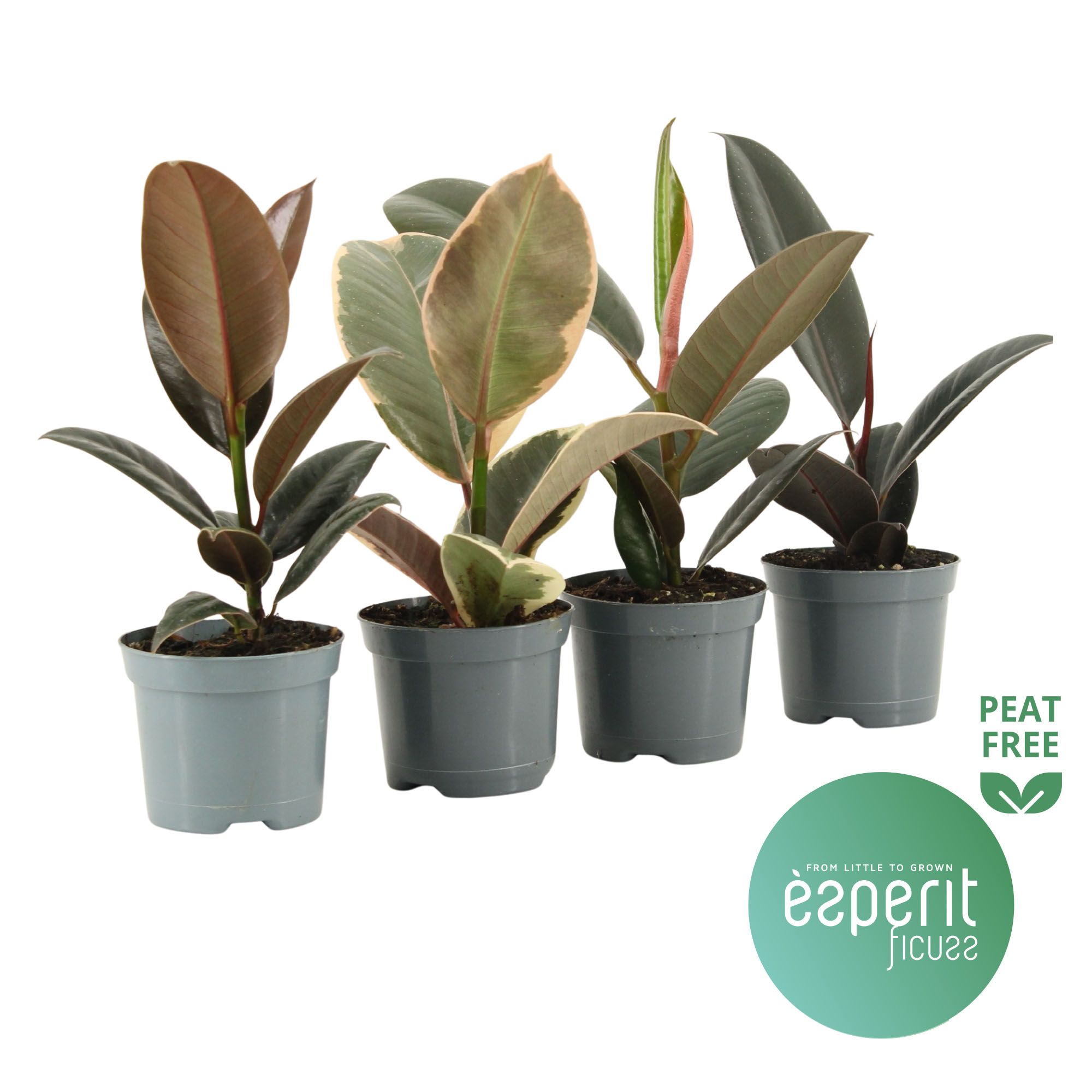 Горшечные цветы и растения оптом Ficus El Mix 3-4 Sorts от 21шт (для телеги) из Голландии с доставкой по России