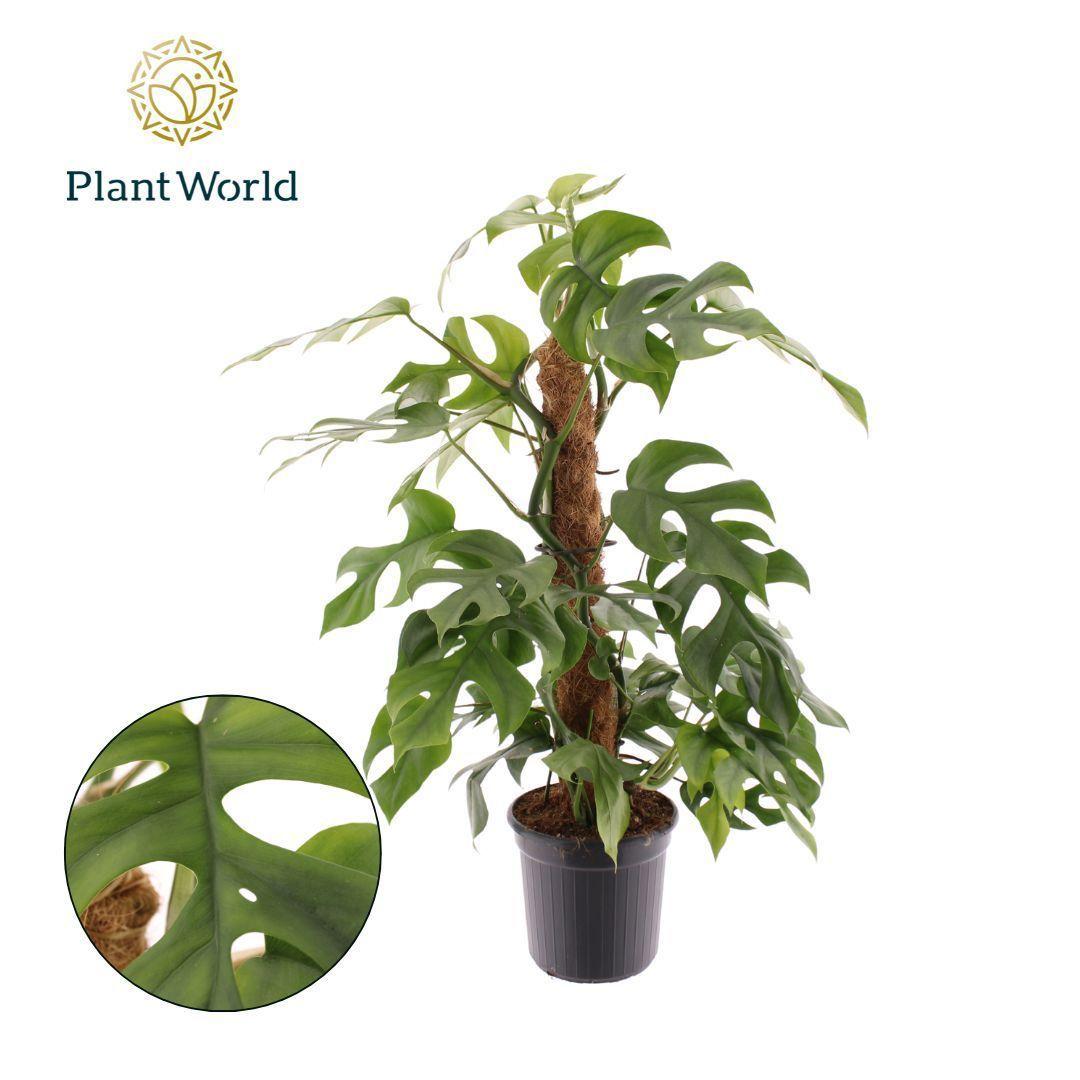 Горшечные цветы и растения оптом Monstera Minima Mosstab от 6шт из Голландии с доставкой по России