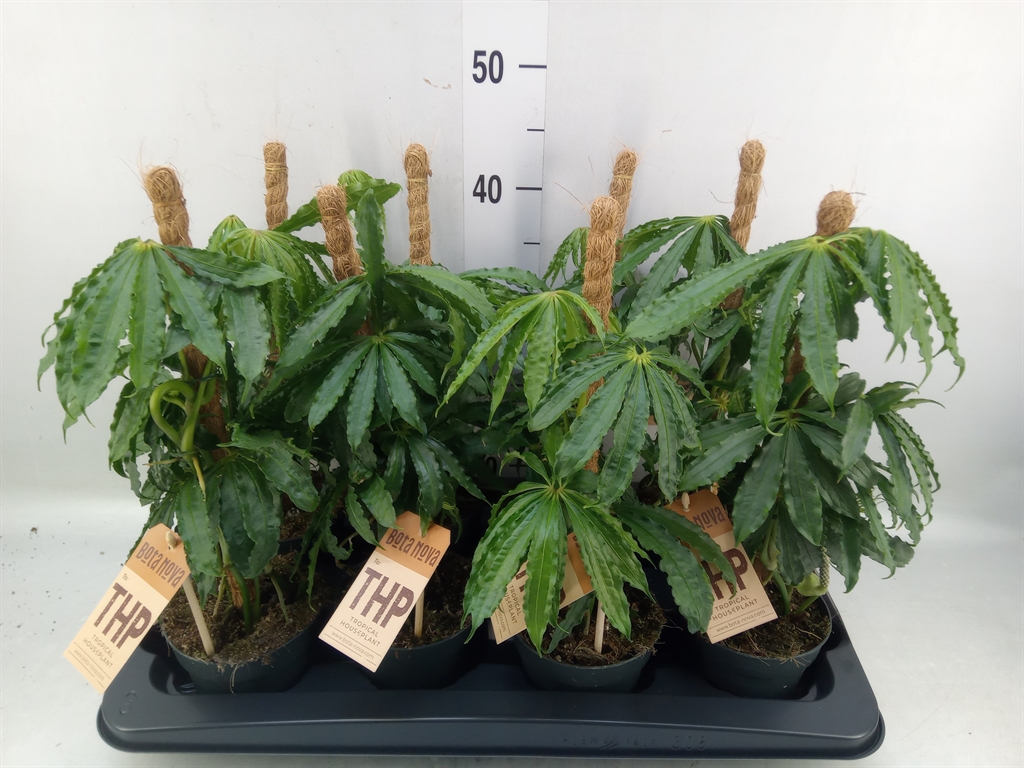 Горшечные цветы и растения оптом Anthurium   ... от 8шт из Голландии с доставкой по России