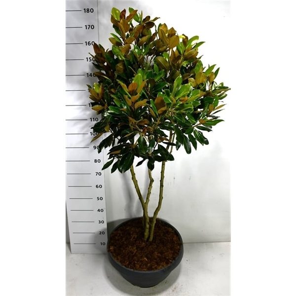 Горшечные цветы и растения оптом Magnolia Grand Little Gem от 1шт из Голландии с доставкой по России