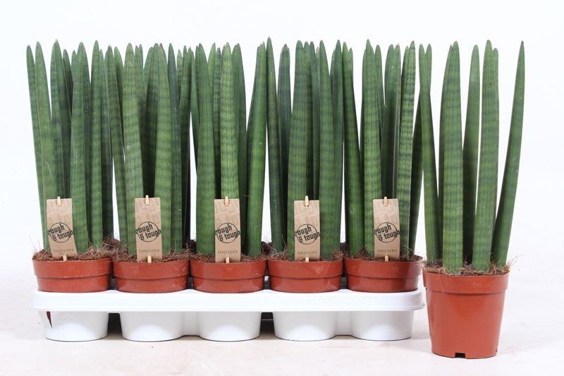 Горшечные цветы и растения оптом Sansevieria Straight от 10шт из Голландии с доставкой по России