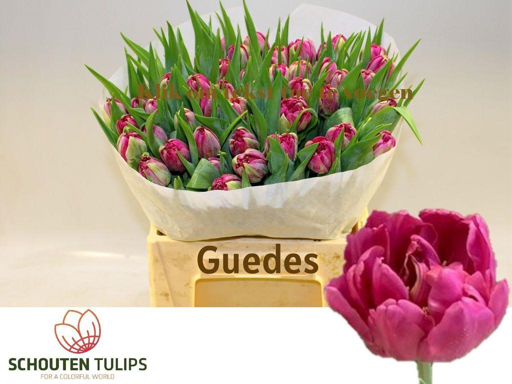 Срезанные цветы оптом Tulipa do guedes от 50шт из Голландии с доставкой по России
