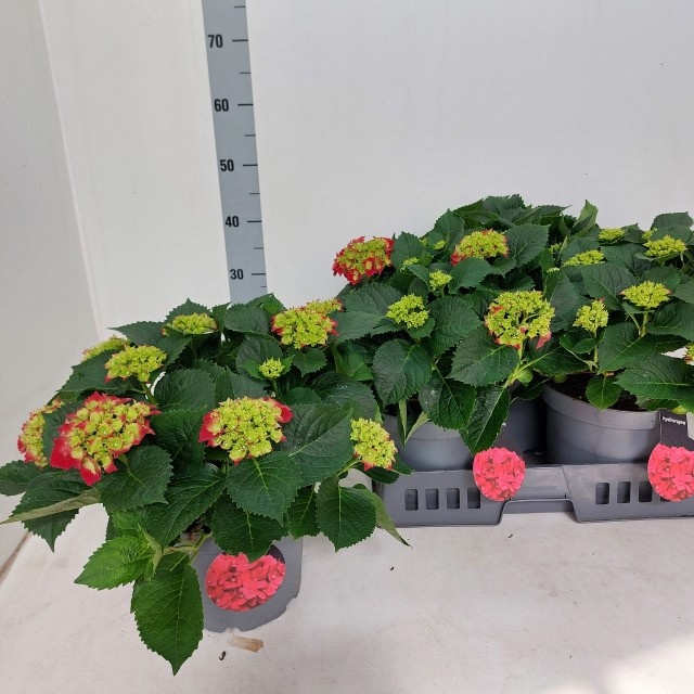 Горшечные цветы и растения оптом Hydr M Hi Tornado от 3шт из Голландии с доставкой по России