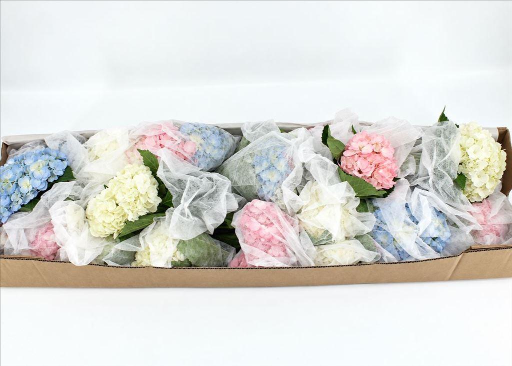 Срезанные цветы оптом Hydrangea mix in box white-pink-blue от 12шт из Голландии с доставкой по России