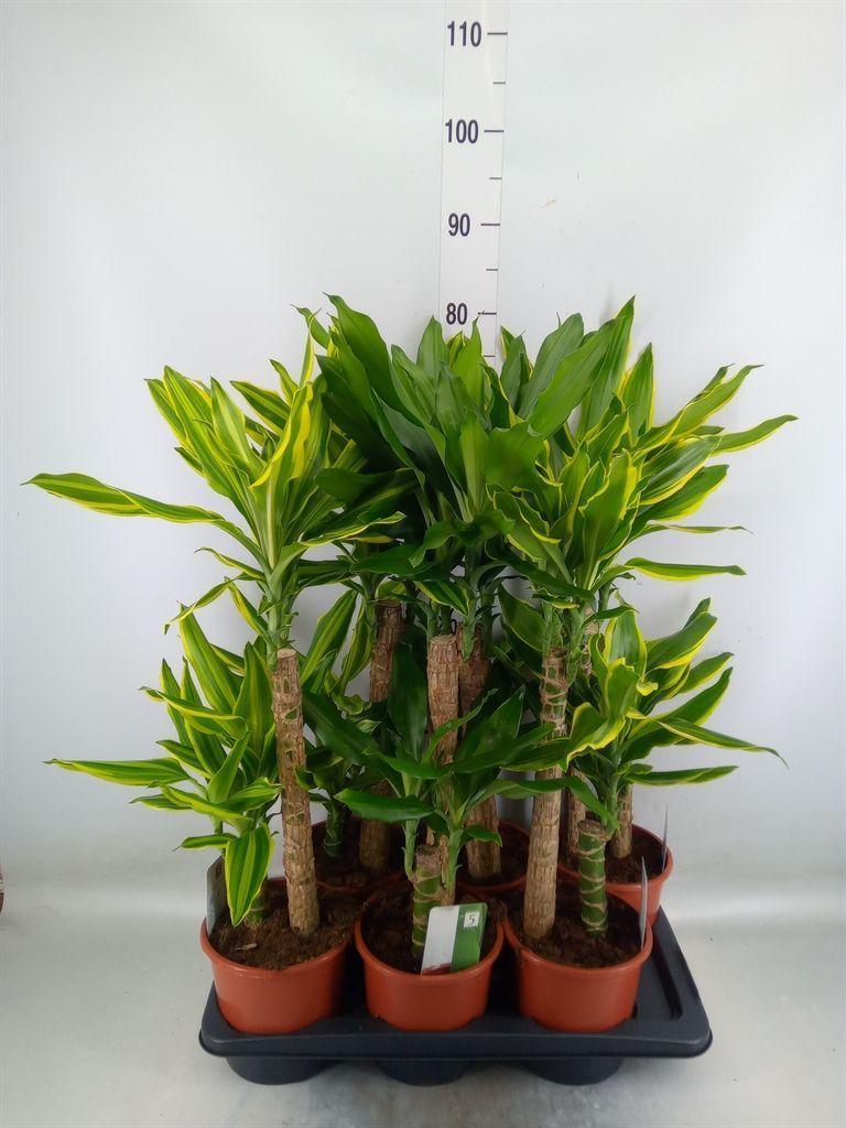 Горшечные цветы и растения оптом Dracaena Frag.   ...mix 3 от 6шт из Голландии с доставкой по России