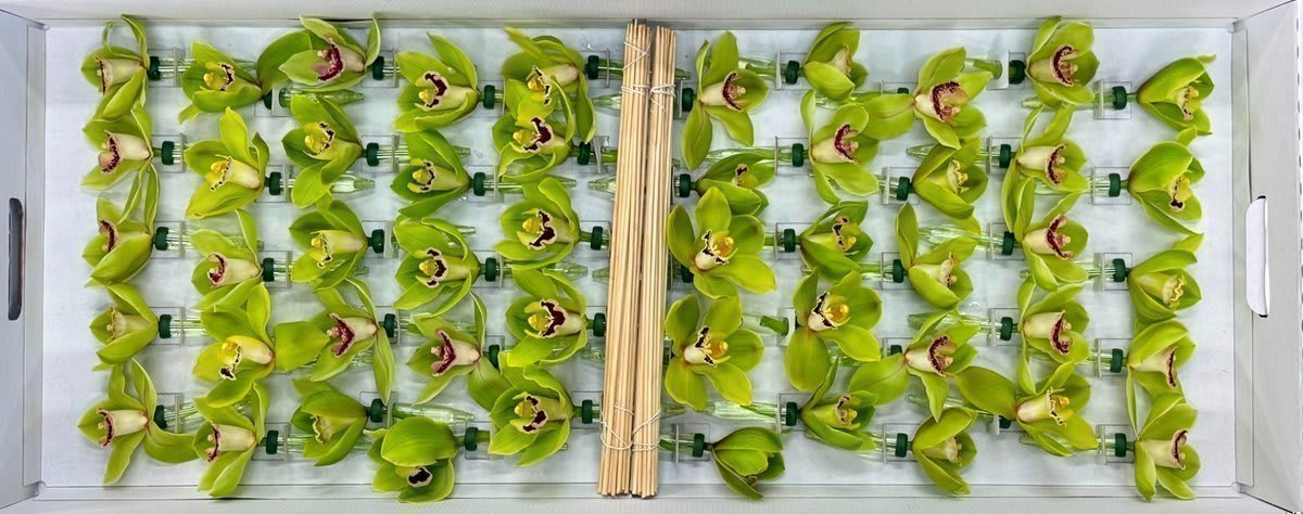 Срезанные цветы оптом Cymbidium stick green от 50шт из Голландии с доставкой по России
