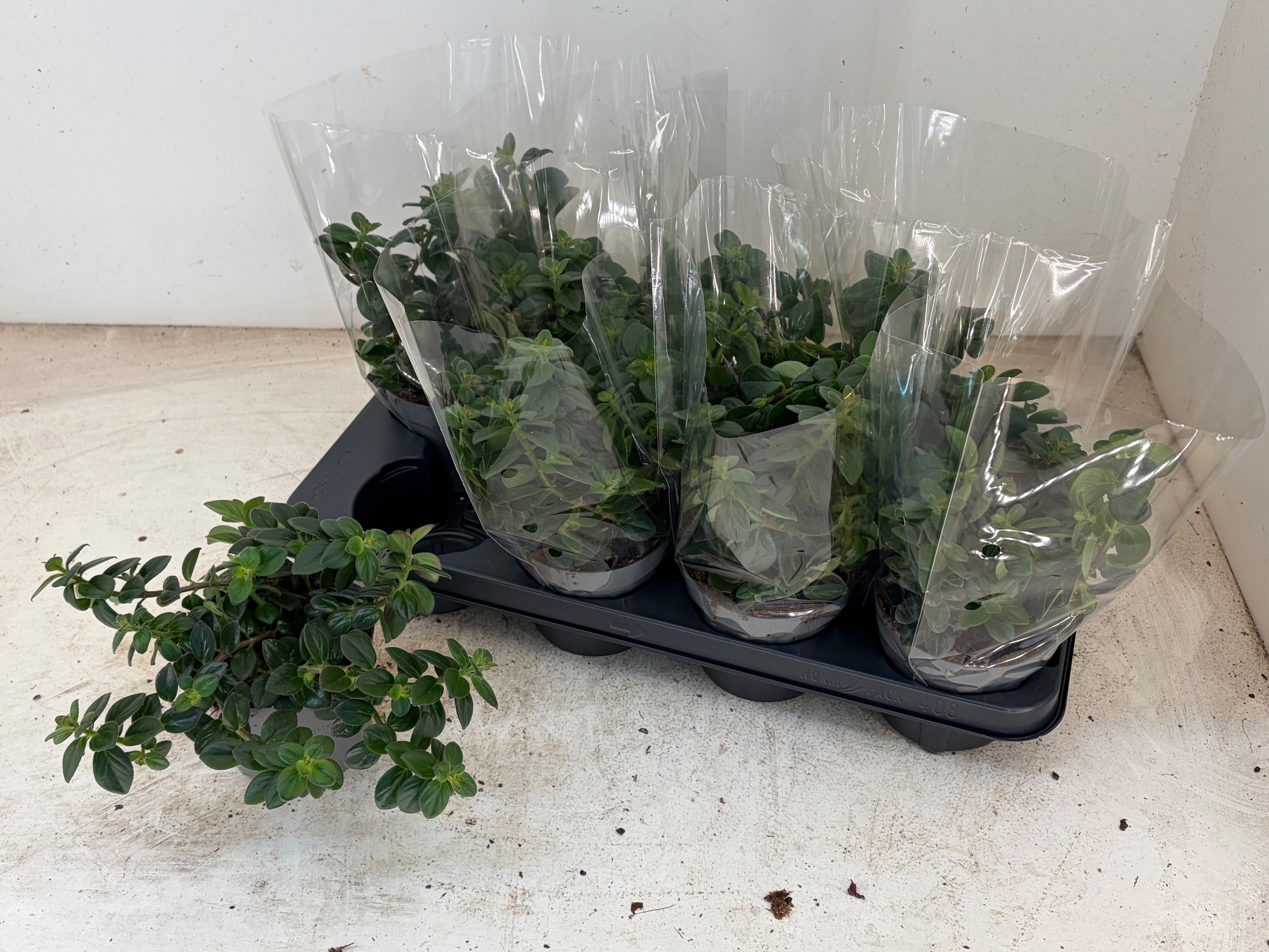 Горшечные цветы и растения оптом Columnea Arguta от 8шт из Голландии с доставкой по России