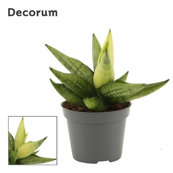 Горшечные цветы и растения оптом Sansevieria Yellow Tip Crown от 14шт (для телеги) из Голландии с доставкой по России