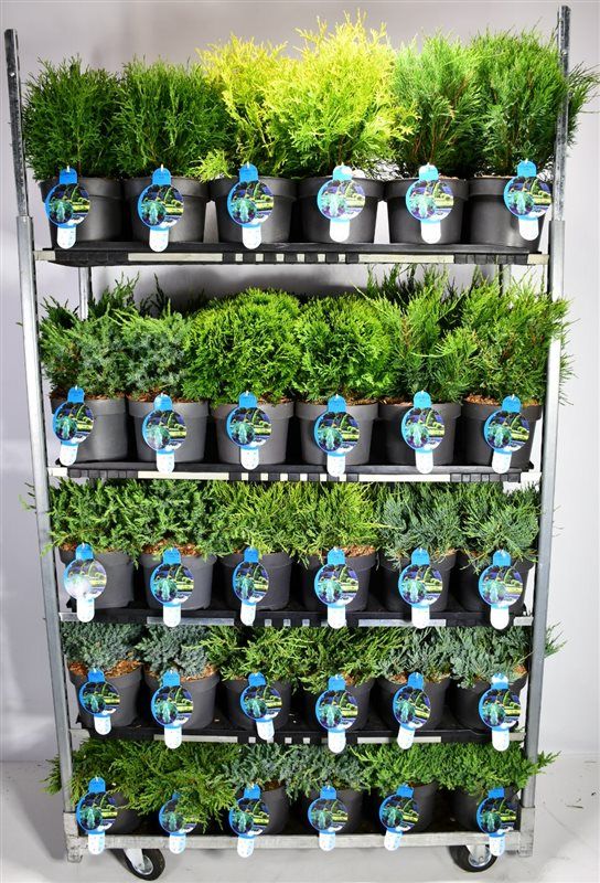 Горшечные цветы и растения оптом Coniferen Mix от 1шт из Голландии с доставкой по России