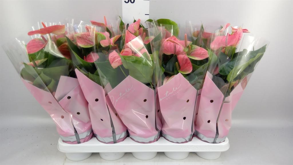 Горшечные цветы и растения оптом Anthurium Andr. sweet Dream от 10шт из Голландии с доставкой по России