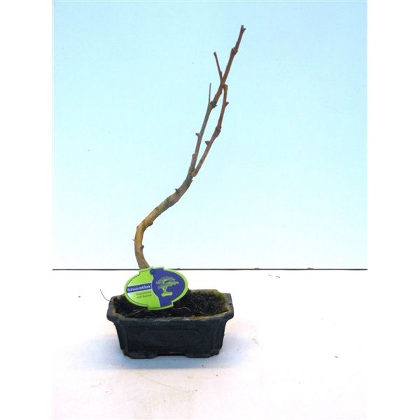 Горшечные цветы и растения оптом Bonsai Ginkgo Biloba Shape With Drip Tray от 8шт из Голландии с доставкой по России