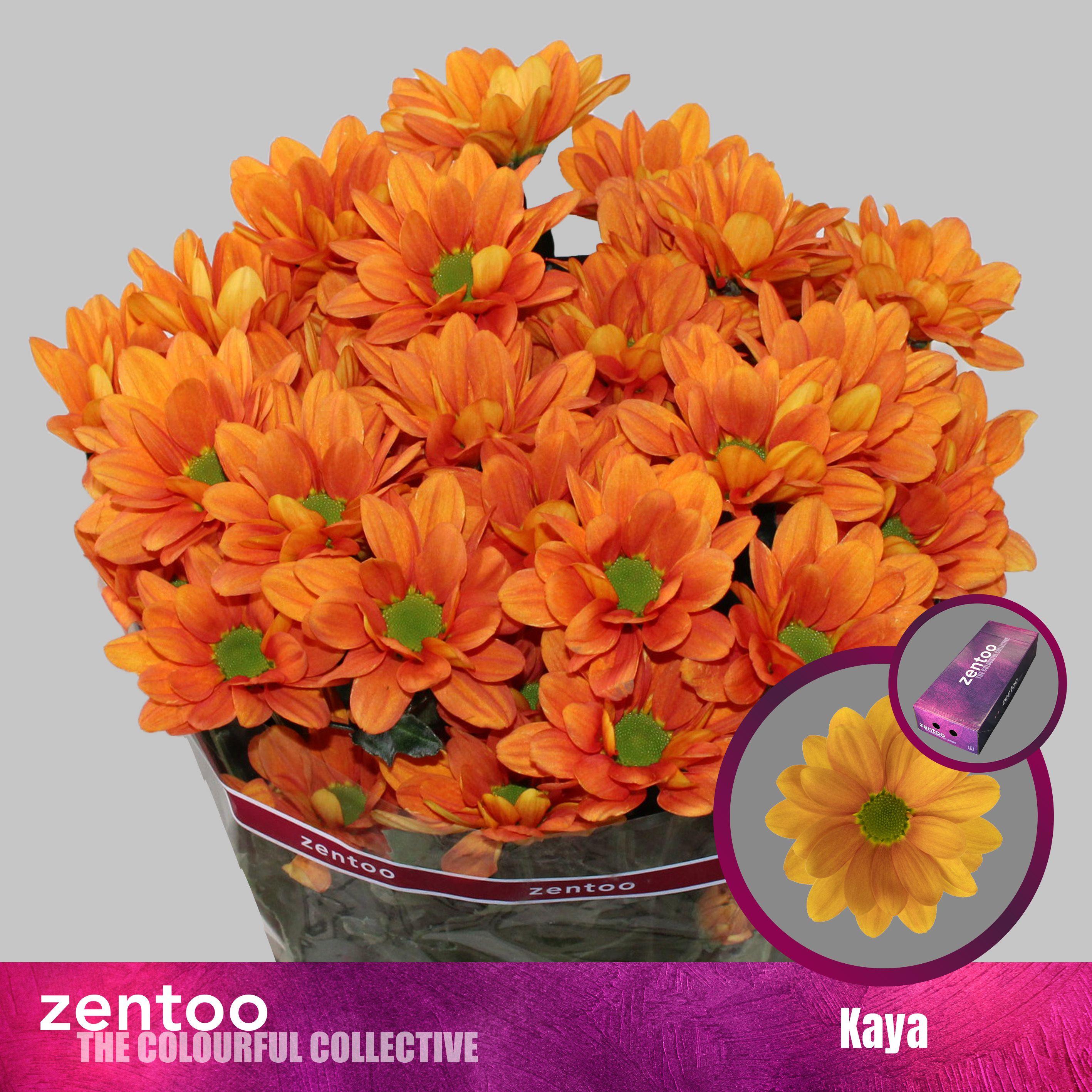 Срезанные цветы оптом Chrys sp kaya+ от 160шт из Голландии с доставкой по России