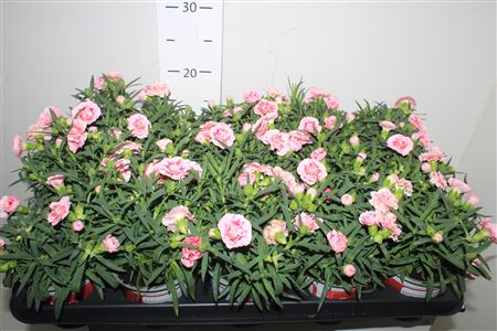 Горшечные цветы и растения оптом Dian Sunf Megan от 15шт из Голландии с доставкой по России