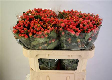 Срезанные цветы оптом Hypericum mag royal princess от 100шт из Голландии с доставкой по России