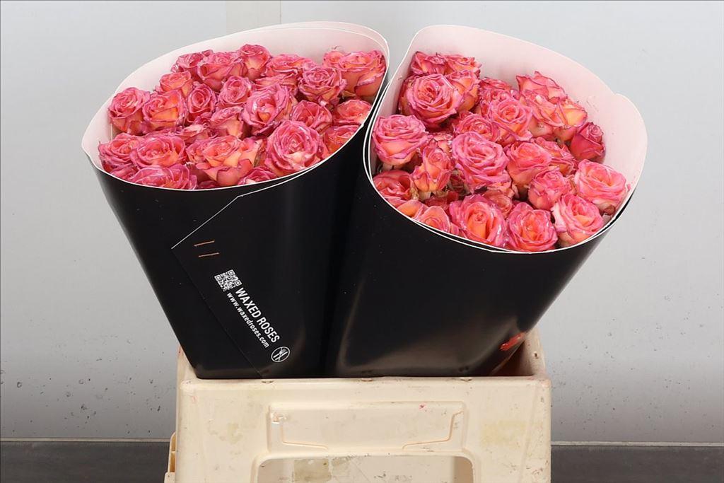 Срезанные цветы оптом Rosa spray wax versilia от 20шт из Голландии с доставкой по России