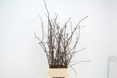 Срезанные цветы оптом Prunus от 25шт из Голландии с доставкой по России