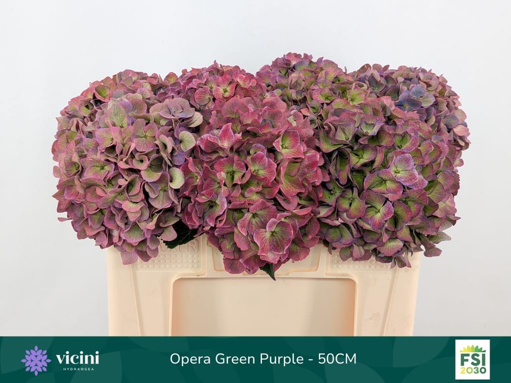 Срезанные цветы оптом Hydrangea royal opera (classic) от 10шт из Голландии с доставкой по России