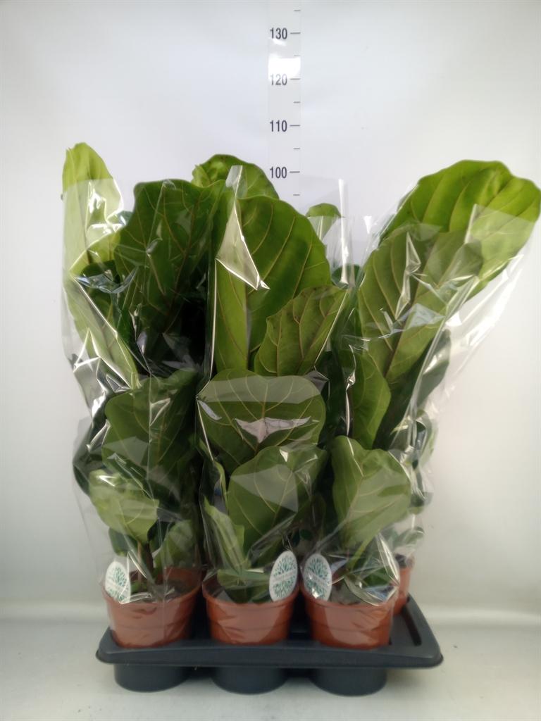 Горшечные цветы и растения оптом Ficus Lyrata от 6шт из Голландии с доставкой по России