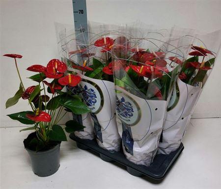 Горшечные цветы и растения оптом Anthu A Jambo Red 8+ от 6шт из Голландии с доставкой по России