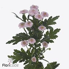 Срезанные цветы оптом Chrys sa miller sweet от 75шт из Голландии с доставкой по России