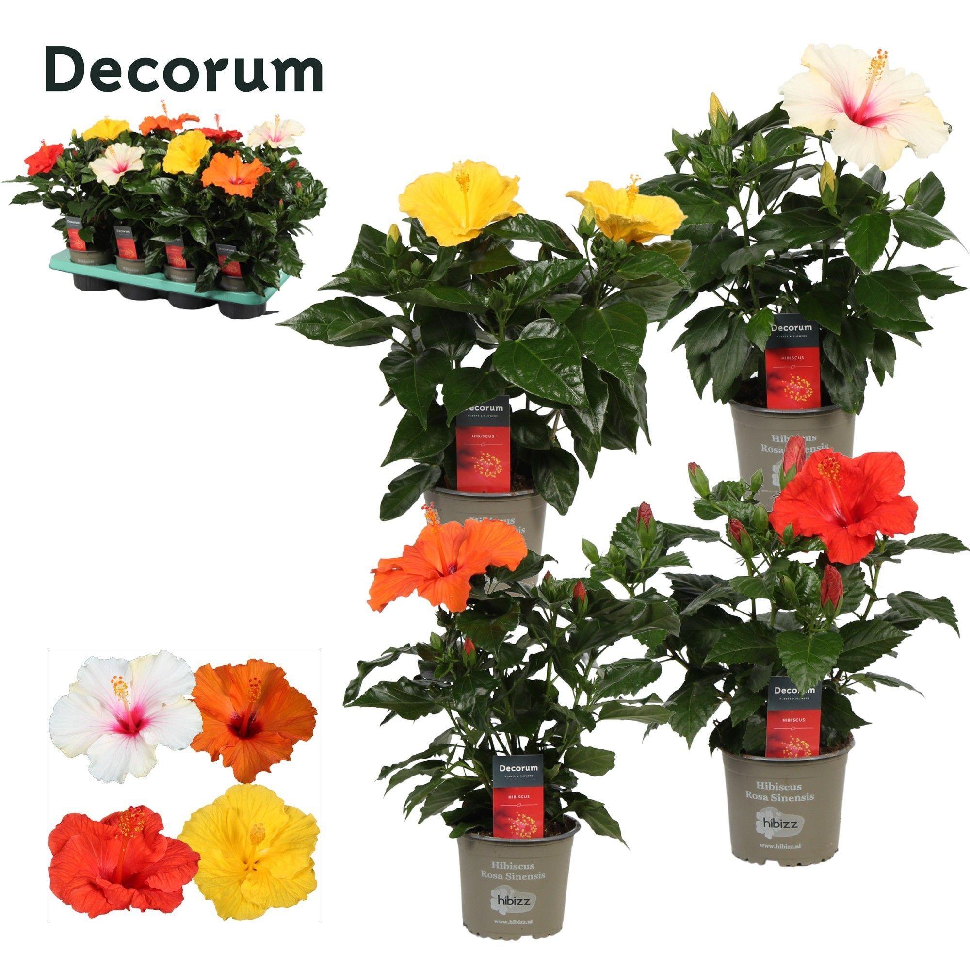 Горшечные цветы и растения оптом Hibiscus Mix 4+ (decorum) от 8шт из Голландии с доставкой по России Горшечные цветы и растения оптом Hibiscus Mix 4+ (decorum) от 8шт из Голландии с доставкой по России