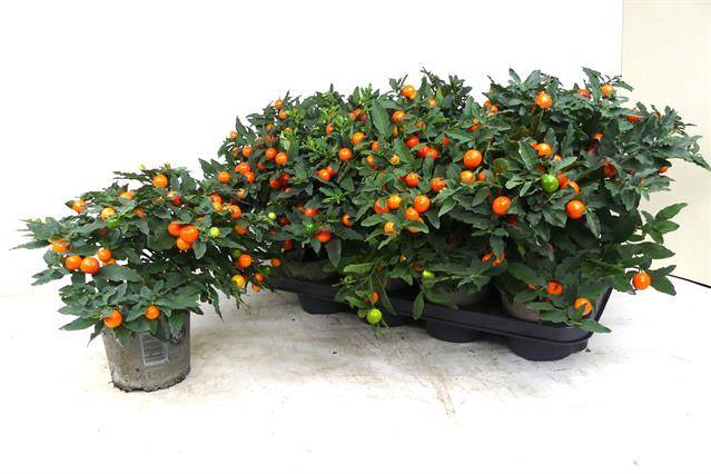 Горшечные цветы и растения оптом Solanum Pseudocapsicum Megaball от 8шт из Голландии с доставкой по России