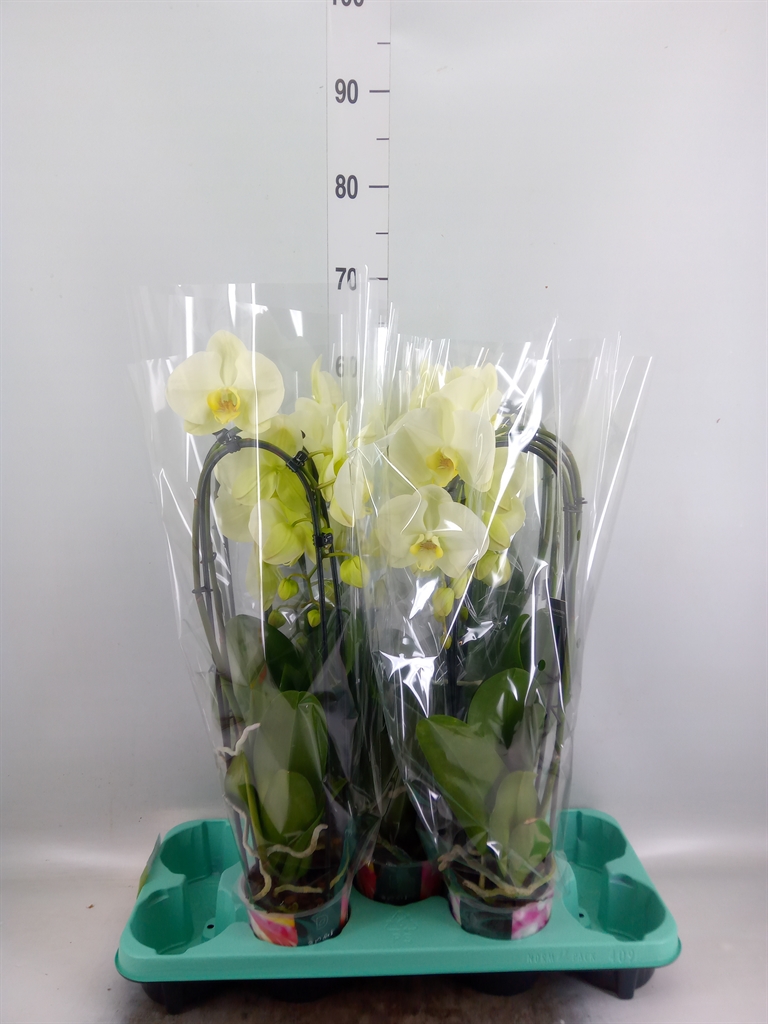 Горшечные цветы и растения оптом Phalaenopsis Multi.   ... от 5шт из Голландии с доставкой по России
