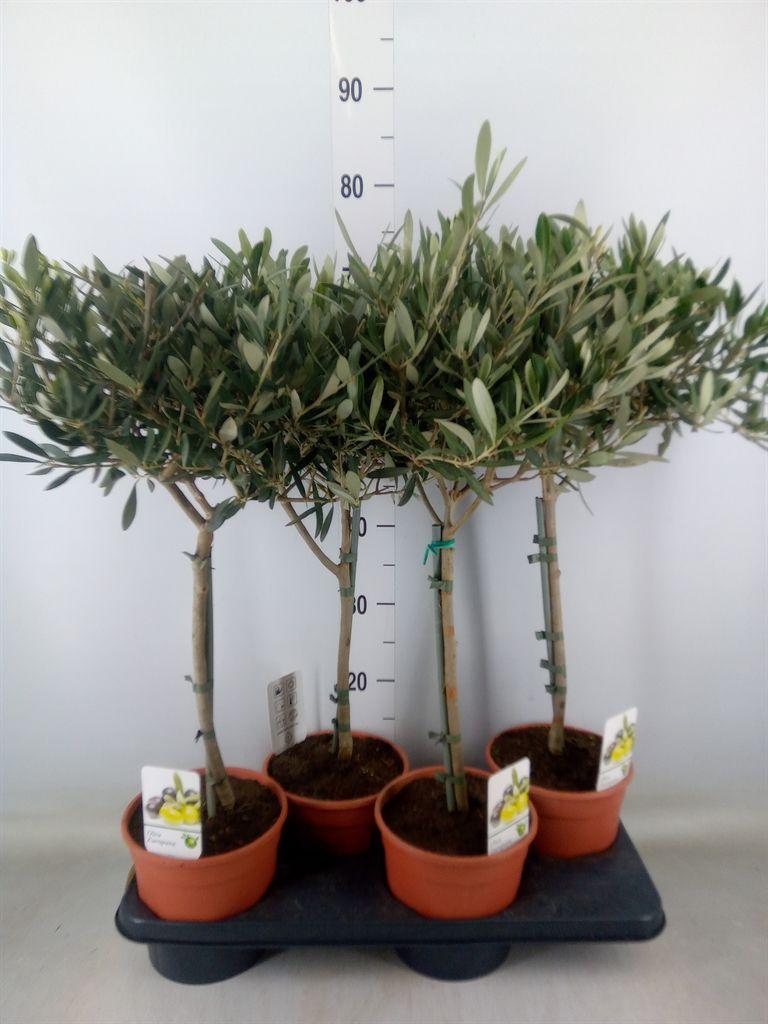 Горшечные цветы и растения оптом Olea Europaea от 4шт из Голландии с доставкой по России